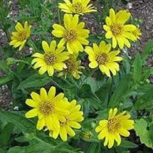 Flower Seeds, Seeds,Seeds For Planting,Plant Seeds