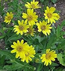 Flower Seeds, Seeds,Seeds For Planting,Plant Seeds