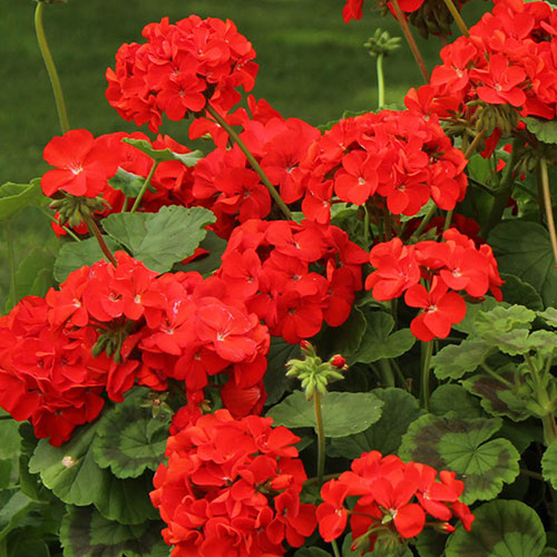 Geranium Pelargonium Flower Seeds for Planting – Heirloom, Non-GMO, Sun Loving, High Germination