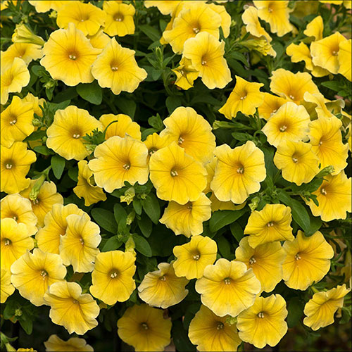 Yellow Petunia Flower Seeds for Planting – Heirloom Non-GMO, High Germination Organic Garden Seeds
