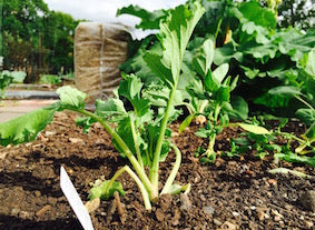 Broccoli Raab Seeds – Heirloom Non-GMO Leafy Green Vegetable Seeds for Planting, Organic Garden Seeds