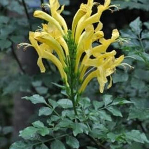 Flower Seeds, Seeds,Seeds For Planting,Plant Seeds