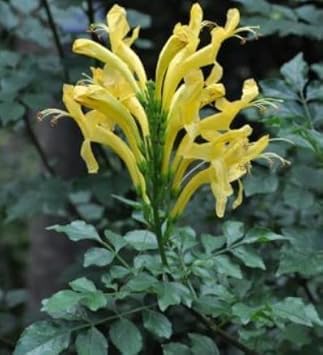 Flower Seeds, Seeds,Seeds For Planting,Plant Seeds