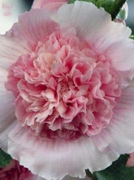 Hollyhock Pink White Flower Seeds for Planting – Organic, Heirloom & Non-GMO Tall Blooming Garden Favorites