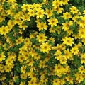 Yellow Bur Marigold Flower Seeds for Planting – Heirloom, Non-GMO, High Germination Organic Garden Seeds