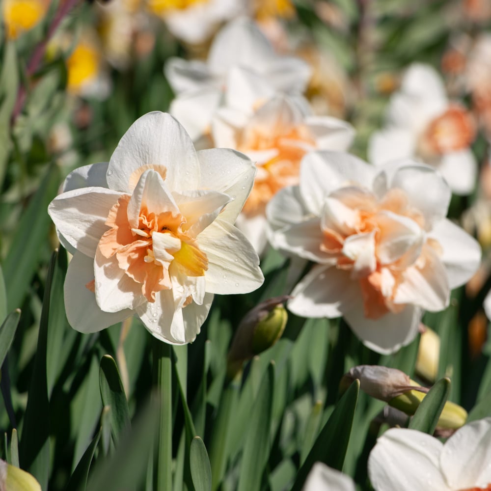 White Light Orange Double Daffodil Flower Seeds for Planting – Heirloom, Non-GMO, High Germination