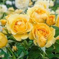 Flower Seeds, Seeds,Seeds For Planting,Plant Seeds
