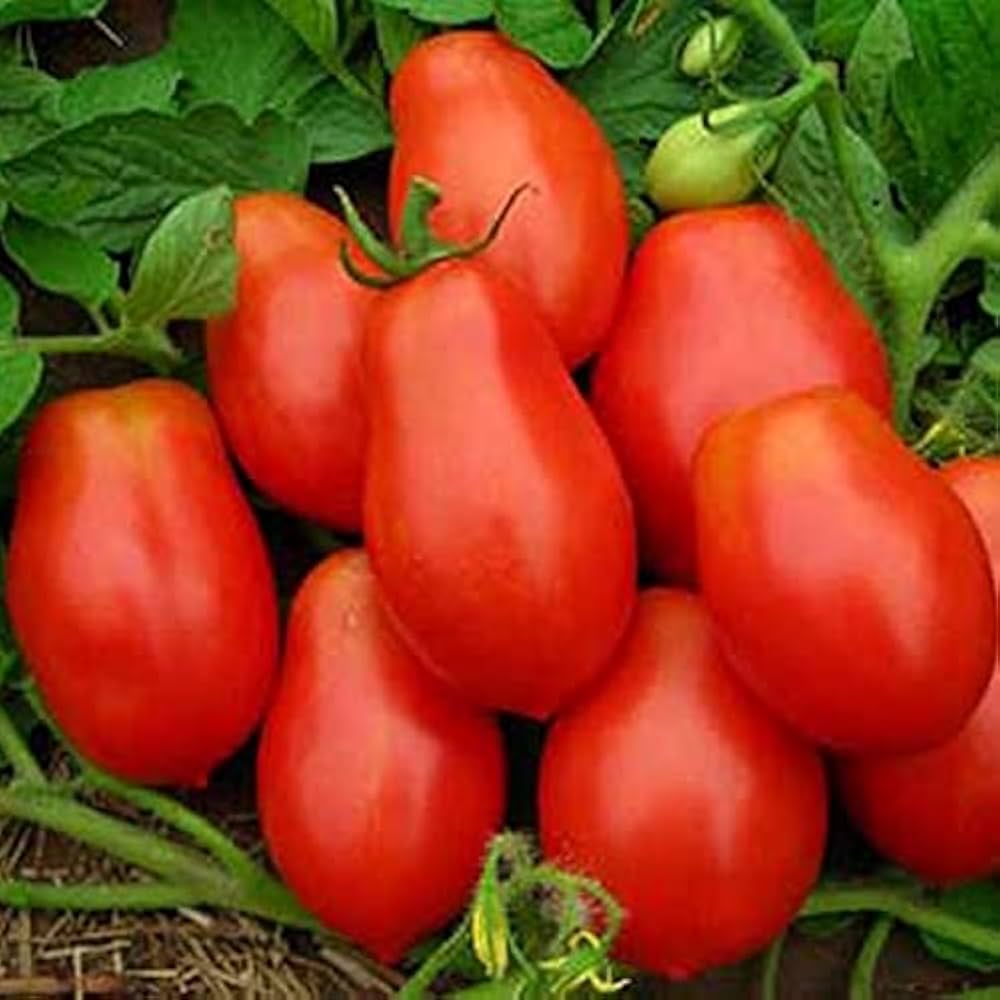 Big Tomato Vegetable Seeds for Planting – Heirloom Non-GMO, High Germination Organic Garden Seeds for Canning & Slicing