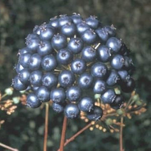 Fruit Seeds,Garden seeds, Seeds For Planting,Plant Seeds