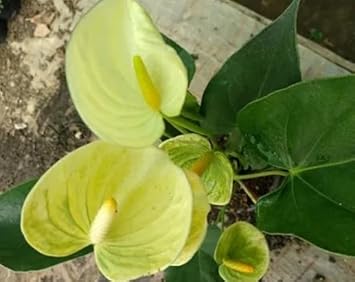 Flower Seeds, Seeds,Seeds For Planting,Plant Seeds