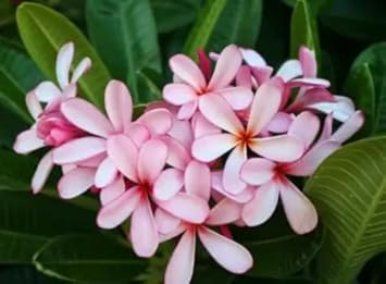 Flower Seeds, Seeds,Seeds For Planting,Plant Seeds