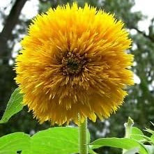 Flower Seeds, Seeds,Seeds For Planting,Plant Seeds