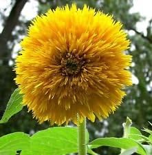 Flower Seeds, Seeds,Seeds For Planting,Plant Seeds
