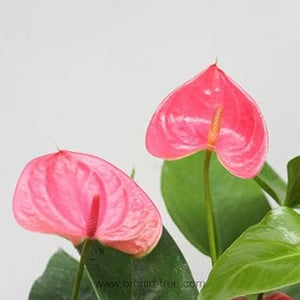 Flower Seeds, Seeds,Seeds For Planting,Plant Seeds