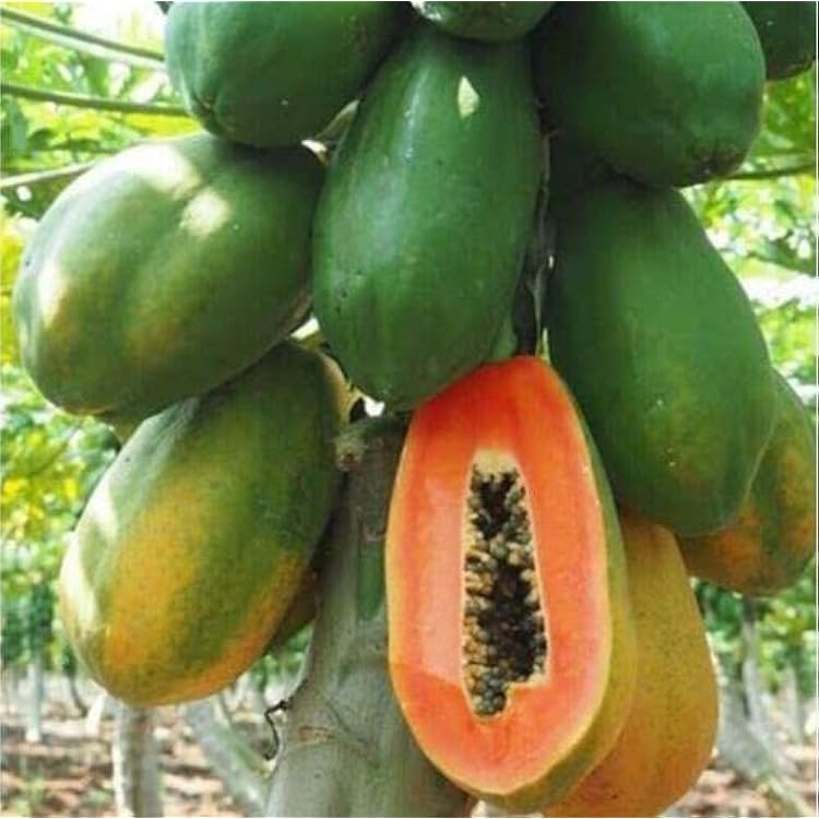 Fruit Seeds,Garden seeds, Seeds For Planting,Plant Seeds