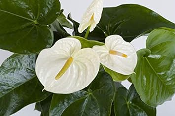 Flower Seeds, Seeds,Seeds For Planting,Plant Seeds