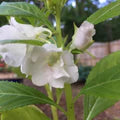 White Balsamina Flower Seeds for Planting – Heirloom, Non-GMO, High Germination Organic Garden Seeds