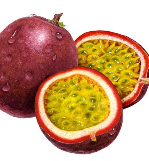 Dark Purple Passion Fruit Seeds – Heirloom, Non-GMO Seeds for Lush Backyard Vine Planting