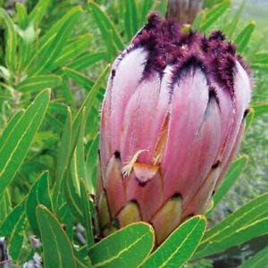 Flower Seeds, Seeds,Seeds For Planting,Plant Seeds