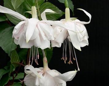 Fuchsia Flower Seeds for Planting – Heirloom, Non-GMO, Seasonal Bloomer, High Germination