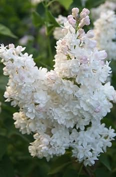 Flower Seeds, Seeds,Seeds For Planting,Plant Seeds