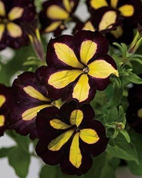 Flower Seeds, Seeds,Seeds For Planting,Plant Seeds