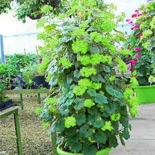Flower Seeds, Seeds,Seeds For Planting,Plant Seeds