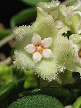Flower Seeds, Seeds,Seeds For Planting,Plant Seeds