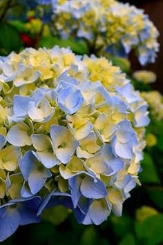 Blue & Yellow Hydrangea Flower Seeds for Planting – Heirloom, Non-GMO, High Germination Garden Seeds
