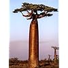 Adansonia Gregorii Seeds for Planting – Shade-Tolerant Heirloom, Non-GMO Organic Garden Seeds