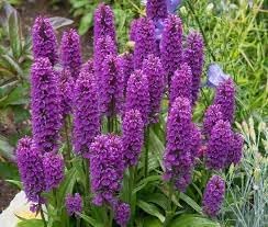 Flower Seeds, Seeds,Seeds For Planting,Plant Seeds