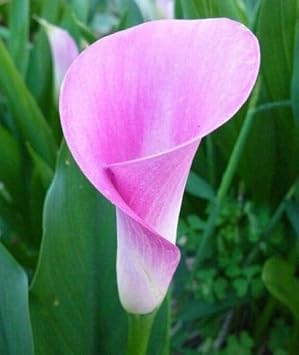 Flower Seeds, Seeds,Seeds For Planting,Plant Seeds