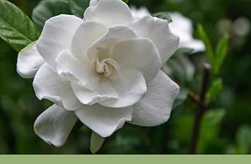 Flower Seeds, Seeds,Seeds For Planting,Plant Seeds
