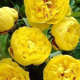 Flower Seeds, Seeds,Seeds For Planting,Plant Seeds