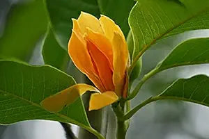 Champa Flower Seeds for Planting – Heirloom, Non-GMO, Drought Tolerant, High Germination Organic Garden Seeds