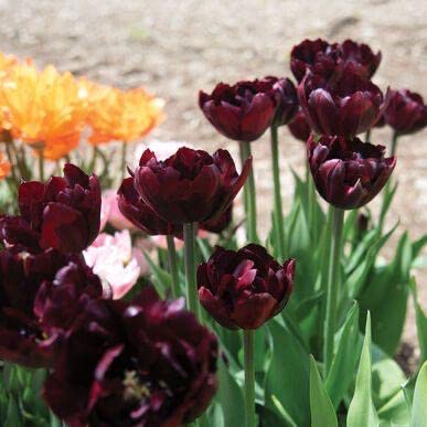 Brown Tulip Flower Seeds for Planting – Low Maintenance Heirloom Non-GMO Organic Garden Seeds