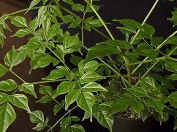 Flower Seeds, Seeds,Seeds For Planting,Plant Seeds