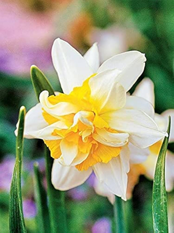 White Yellow Double Petals Narcissus Flower Seeds for Planting – Heirloom, Non-GMO, High Germination Organic Garden Seeds