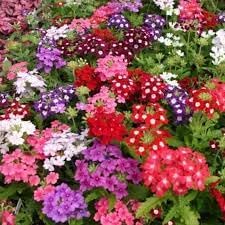 Flower Seeds, Seeds,Seeds For Planting,Plant Seeds