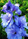 Blue Gladiolus Flower Seeds for Planting – Heirloom, Non-GMO Wildflower Organic Garden Seeds