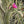 Vegetable Seeds,Garden seeds, Seeds For Planting,Plant Seeds