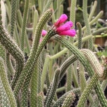 Vegetable Seeds,Garden seeds, Seeds For Planting,Plant Seeds