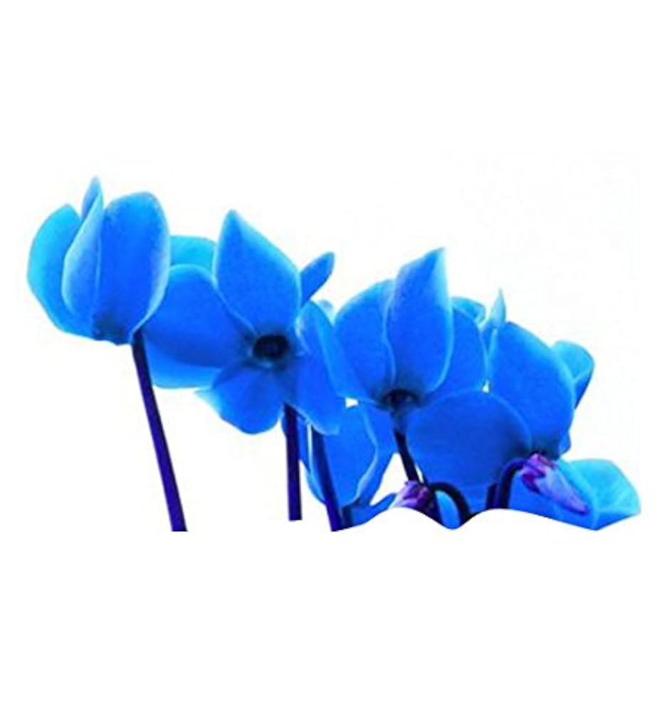 Blue Cyclamen Flower seeds for Planting - Compact Growth, Heirloom & GMO Free Seeds for Home Garden, 100 pcs