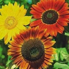 Flower Seeds, Seeds,Seeds For Planting,Plant Seeds