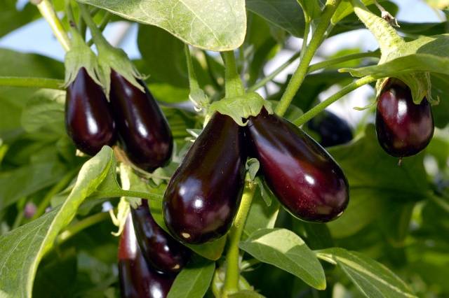 Ophelia Eggplant Seeds for Planting – Heirloom, Non-GMO, Compact Miniature Vegetable – High Germination