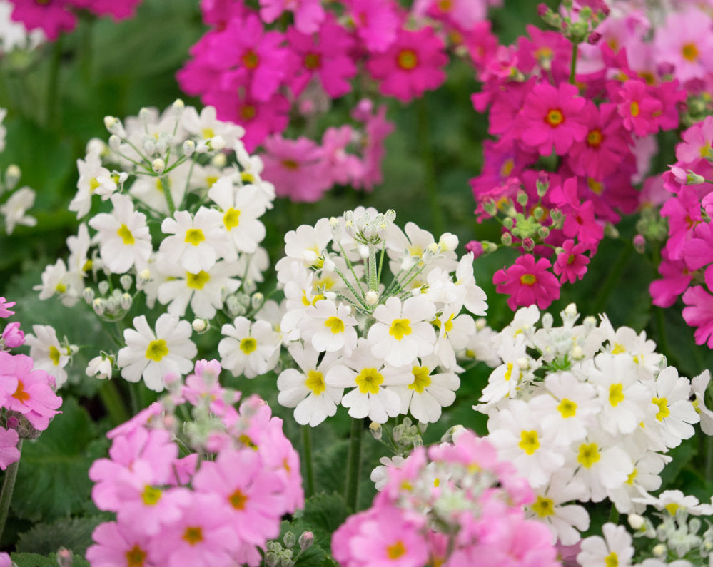 Mixed Primula Flower Seeds – Wildflower Mix, Heirloom & Non-GMO Seeds for Planting Home Gardens