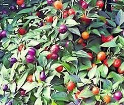 Vegetable Seeds,Garden seeds, Seeds For Planting,Plant Seeds