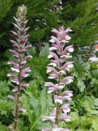 Flower Seeds, Seeds,Seeds For Planting,Plant Seeds
