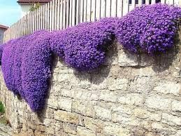 Flower Seeds, Seeds,Seeds For Planting,Plant Seeds