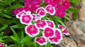 Flower Seeds, Seeds,Seeds For Planting,Plant Seeds